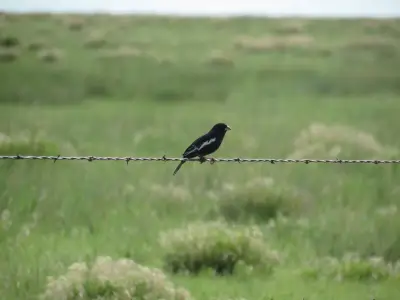 Finding Colorado’s state bird was easier than expected