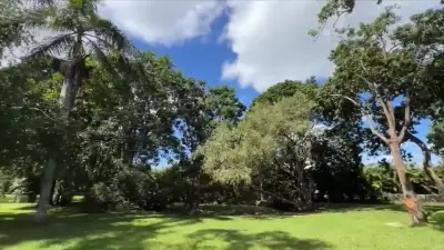 Tree trimmer won’t finish job