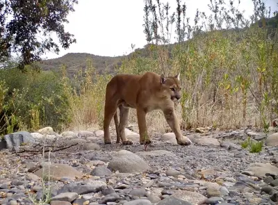 2 mountain lions killed after counselor is scratched at Northern California summer camp