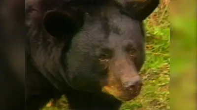 Florida kicks off first black bear hunt in a decade, despite pushback