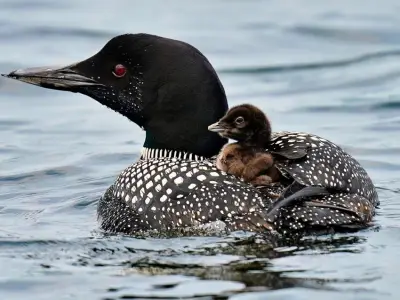 More loons are filling Maine’s lakes with their ghost-like calls