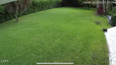 Surveillance video captures coyote attacking dog in Pinecrest; family warns pet owners to be vigilant