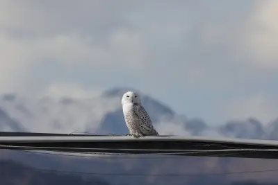 Experts share their favorite winter birding destinations in Colorado