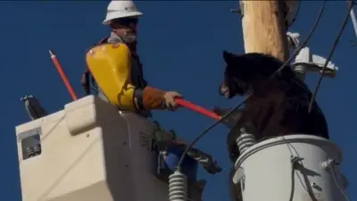 ‘Calling me a bear whisperer and stuff’: Lineman in Arizona helps bear get down from power pole