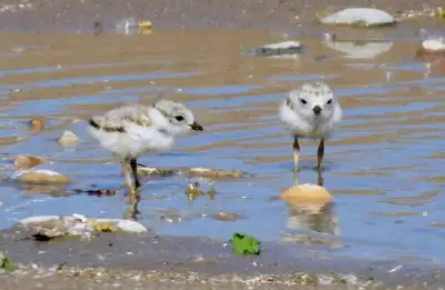 The kids are all right: Lake County's piping plover chicks nearing key milestone