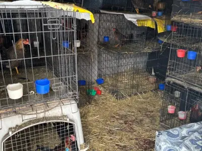 60 birds confiscated from suspected Mass. cockfighting operation