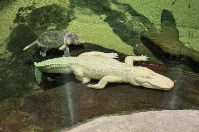 RIP, Claude: Beloved albino alligator at Cal Academy of Sciences in SF dies at 30