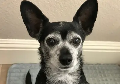 Sometimes you rescue the dog, sometimes the dog rescues you