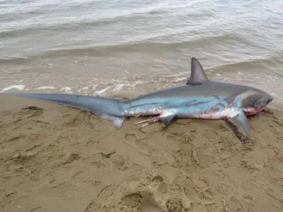 Another thresher shark washed up on Cape Cod