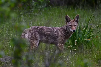 Coyote season is on. Here’s how to stay safe