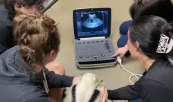 Cute nose, long tongue: Here’s which Denver Zoo mom is expecting a baby in early 2026