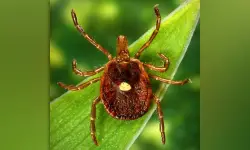 New Jersey man believed to be first person to die from meat allergy caused by tick bite