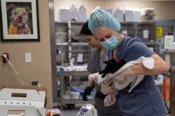 ‘Putting lipstick on a pig’: Advocates question progress city claims is being made at San Jose animal shelter