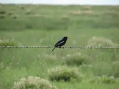 Finding Colorado’s state bird was easier than expected