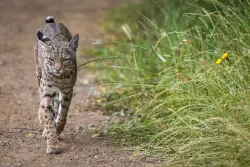 Fremont neighborhood now a haven for wildlife; is that good?