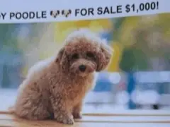 Cambridge Animal Commission warns residents about ‘toy poodle’ extortion scam