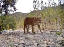 2 mountain lions killed after counselor is scratched at Northern California summer camp