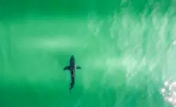 Shark prompts closure at Seacliffe State Beach