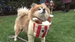 New book argues ‘fur baby culture’ is driving wave of pet overdiagnosis and overtreatement