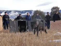 How Rep. Lauren Boebert’s bill to delist gray wolves would affect Colorado’s wolf reintroduction