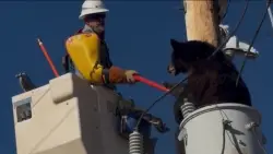 ‘Calling me a bear whisperer and stuff’: Lineman in Arizona helps bear get down from power pole