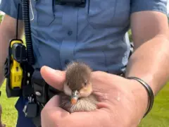 State troopers in Richmond rescue duckling from side of the road