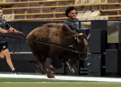 Ralphie VII to make debut Saturday when CU Buffs host Wyoming