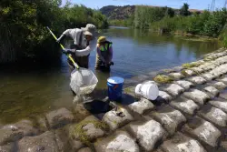 Fish restoration in Alameda Creek nears completion