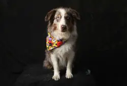 Why did 8-year-old Australian shepherd change nighttime behavior?