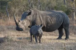 Cruel but "necessary": Can cutting off rhino horns — and selling them — help save rhinos?