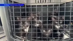 Good Samaritans rescue 17 cats abandoned inside dog crate near Broadview Park