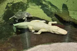 RIP, Claude: Beloved albino alligator at Cal Academy of Sciences in SF dies at 30