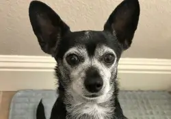 Sometimes you rescue the dog, sometimes the dog rescues you