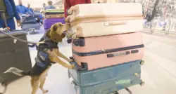 Man kicked and injured a CBP beagle during airport baggage search