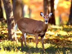 Deer hunting season expanded in Mass. amid ballooning population
