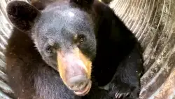 Bear breaks into Pennsylvania retirement home, nurses take action: ‘I grabbed a walker and was hitting him’
