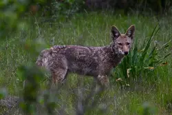 Coyote season is on. Here’s how to stay safe