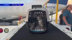 239 cats, 17 dogs flown to shelters in NH, NY in search of ‘fur-ever’ homes