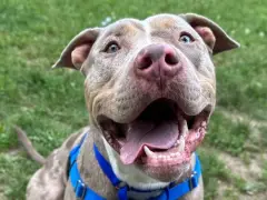 MSPCA rescues dog seen in video being hit with leash, organization says