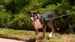 Good Karma Pet Rescue starts foster search for dog pulled from Fort Lauderdale canal