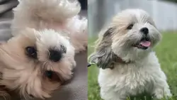 Woman searching for answers after she says online dog sitter cremated her dog, lied to her about animal’s death