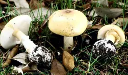 Beware the death cap: East Bay parks officials warn about toxic mushrooms