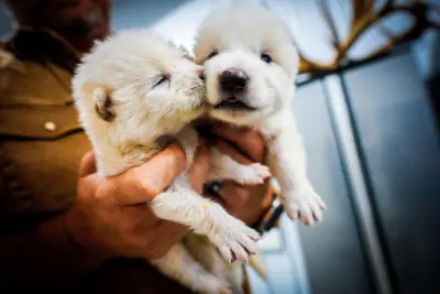 Dire wolf scientists should know“de-extinction” is a fool’s errand (Opinion)