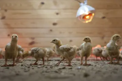 12,000 chicks found abandoned in postal truck raise concerns about animal shipping