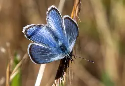 Is there life after extinction? Some Bay Area scientists and conservationists are trying to find out