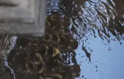 Firefighters rescue ducklings from Greenwood Village storm drain